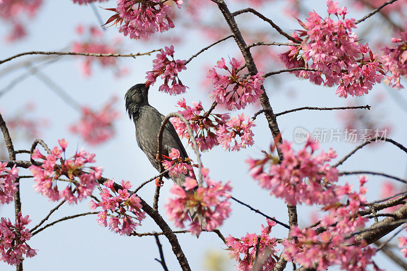 鹎鸟:成年黑鹎(Hypsipetes leucocephalus)，又称喜马拉雅黑鹎或亚洲黑鹎。